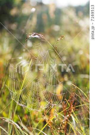 Summer and Cobwebs 7169513