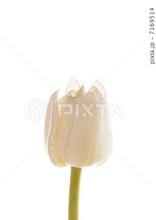 nice tulip 7169514
