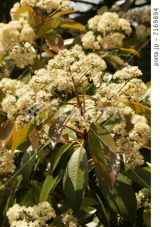 カナメモチ 7169894