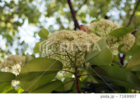 カナメモチの白い花 カナメモチの白い花 7169907