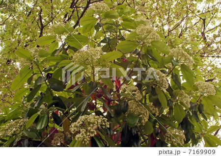 咲き始めたカナメモチの花と若葉 咲き始めたカナメモチの花と若葉 7169909
