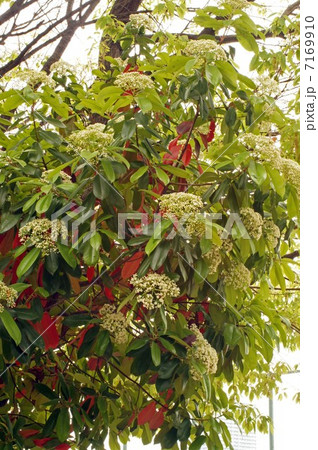 咲き始めたカナメモチの花と若葉 咲き始めたカナメモチの花と若葉 7169910