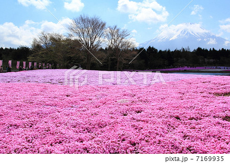 富士芝桜まつり 富士芝桜まつり 7169935