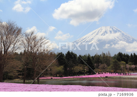 富士芝桜まつり 7169936