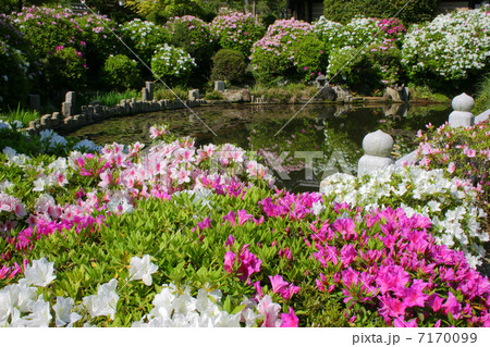 京都 妙満寺 ツツジ 京都 妙満寺 ツツジ 7170099