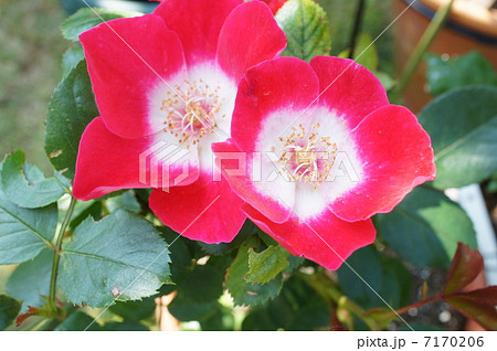 バラ　連弾 7170206