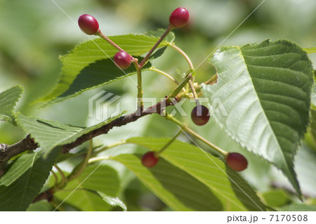 ヤマザクラ若い実 7170508