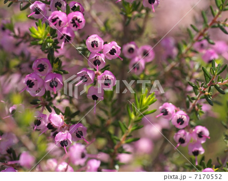 ジャノメエリカ 7170552