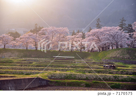 夕陽に輝く桜 夕陽に輝く桜 7170575