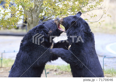 熊の喧嘩 7170646