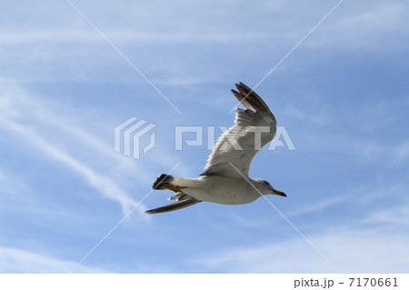 かもめ飛ぶ 7170661