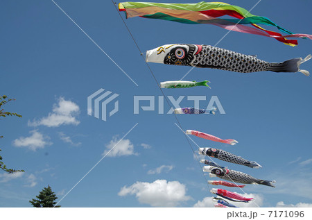 鯉のぼり 鯉のぼり 7171096