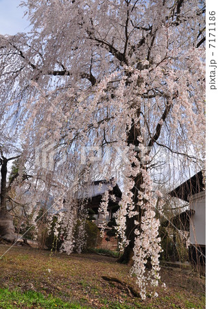 見事な枝垂れ桜 7171186