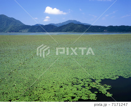 水草萌える三方湖 7171247