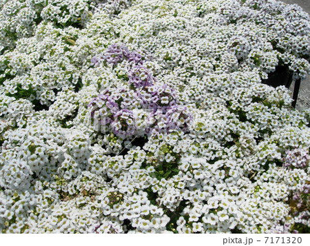 アッサム の写真素材 アッサム の写真素材