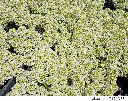 アッサム　 7171323