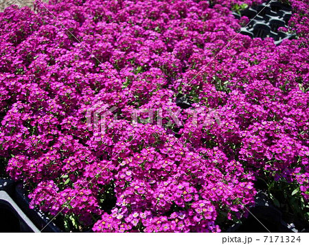 アッサム　 7171324