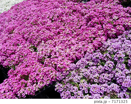 アッサム　 7171325