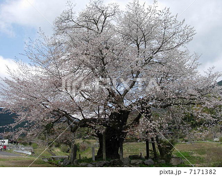 尾所の桜 尾所の桜 7171382