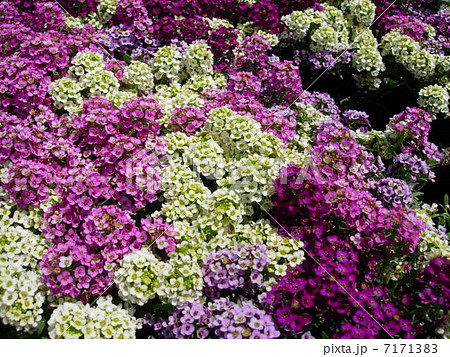 アッサム アッサム 7171383