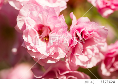 Pink Springtime Flowers Pink Springtime Flowers 7171628