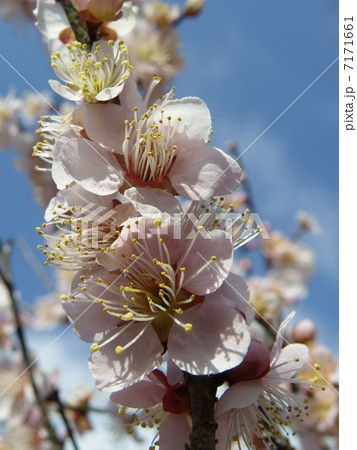 紅冬至（縦） 7171661