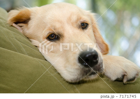 ゴールデンレトリバー、子犬（９ヶ月）のお昼ね 7171745