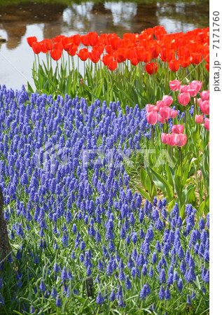 ムスカリとチューリップ ムスカリとチューリップ 7171760