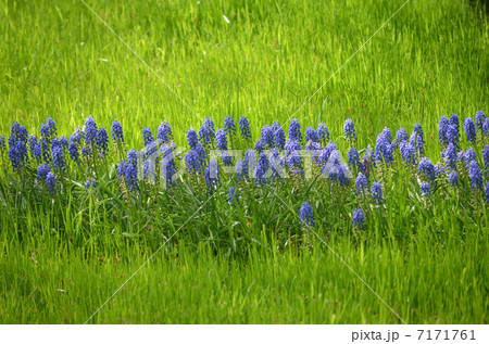 ムスカリ 7171761