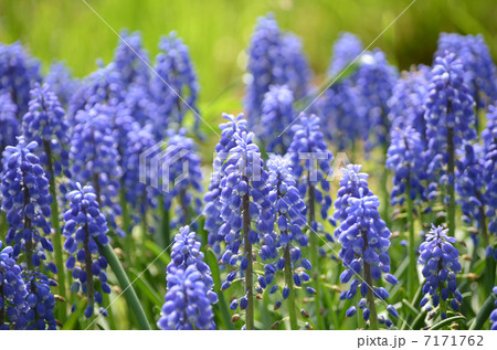 ムスカリの群生 ムスカリの群生 7171762