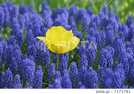 ムスカリと黄色いチューリップ 7171781