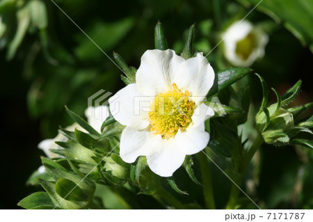 イチゴの花 7171787