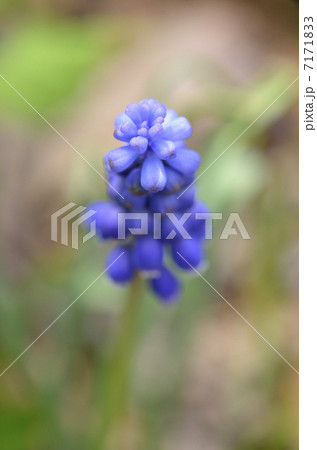 ムスカリ(アルメニアカム) ムスカリ(アルメニアカム) 7171833