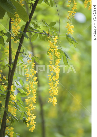 キングサリ キングサリ 7171834