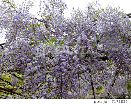 藤の花房 藤の花房 7171835