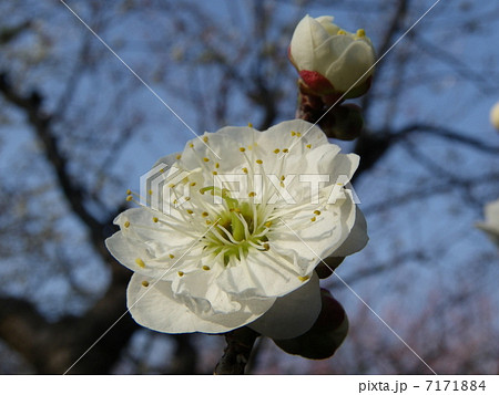 八重茶青 八重茶青 7171884