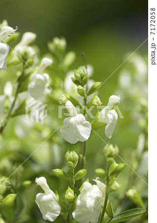 チェリーセージ チェリーセージ 7172058