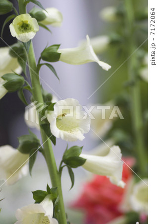 ジギタリス ジギタリス 7172064