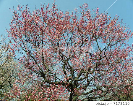 寒紅梅 寒紅梅 7172116