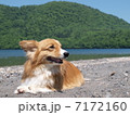 北海道の初夏 7172160