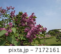 ライラック 7172161
