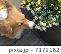 花とコーギー 7172162