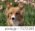 チューリップとコーギー 7172165