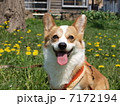 笑顔 7172194
