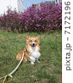 早春 7172196