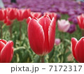 チューリップ 7172317
