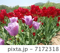 チューリップ 7172318