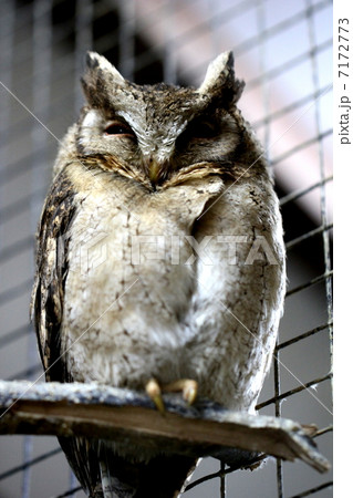 フクロウ 7172773