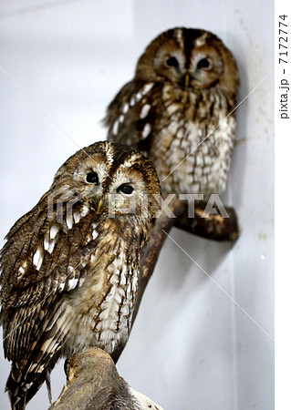 フクロウ 7172774