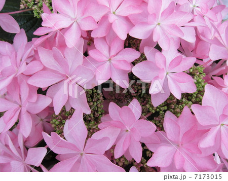 アジサイ(ダンスパーティー) アジサイ(ダンスパーティー) 7173015